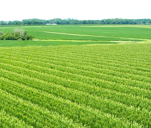 fidelia-casa-iasi-terenuri-agricole